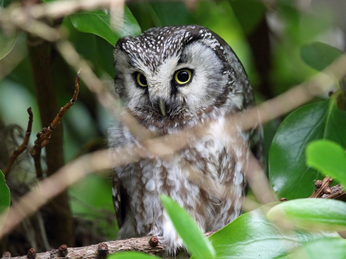 Tengmalm's Owl