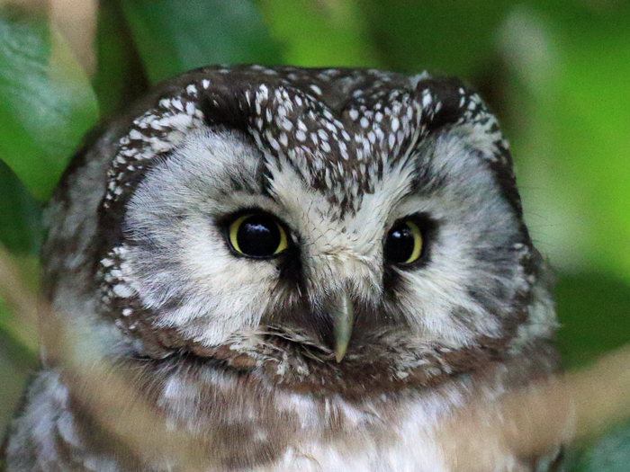 Tengmalm's Owl