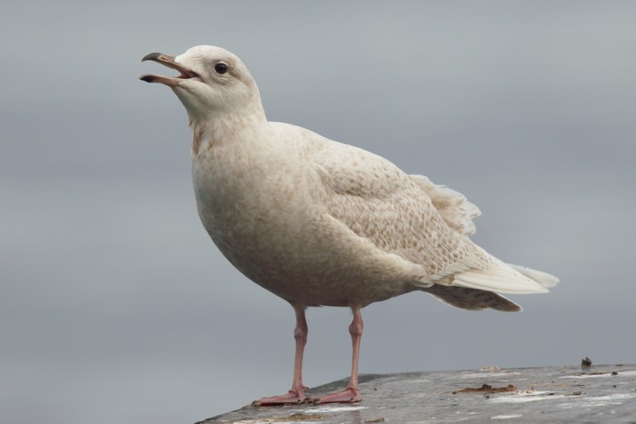 Iceland Gull