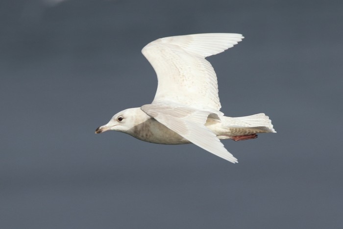 Iceland Gull