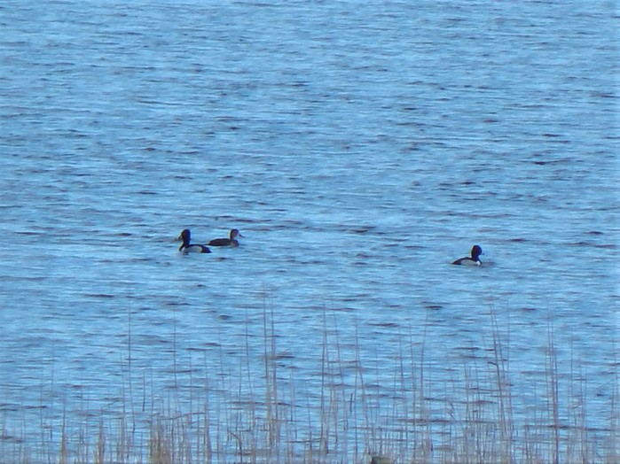 Ring-necked Duck