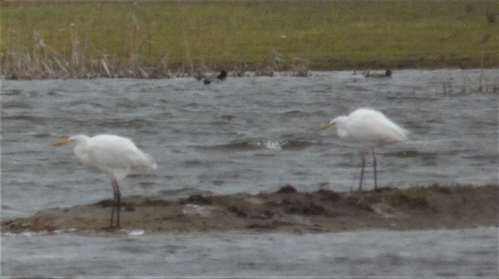 Great White Egret