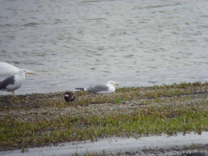 Yellow-legged Gull