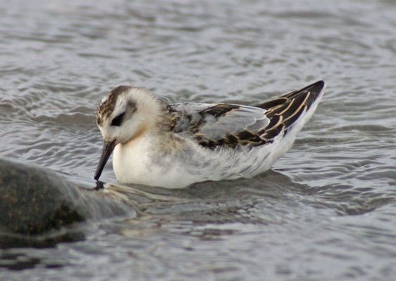 Grey Phalarope