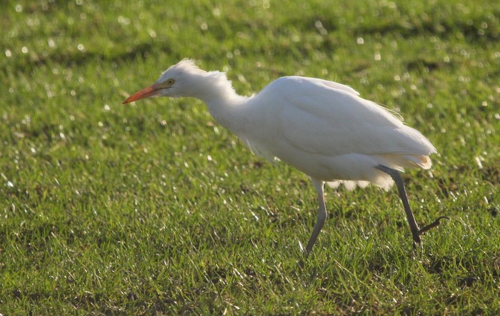 Cattle Egret
