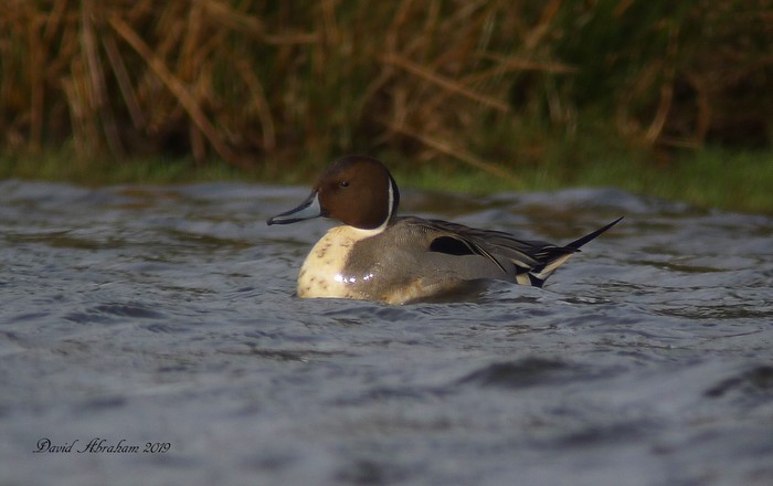 Pintail