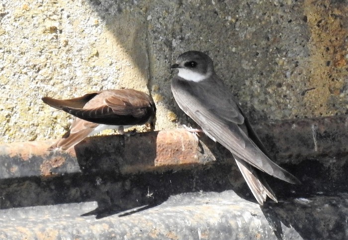 sand martin 