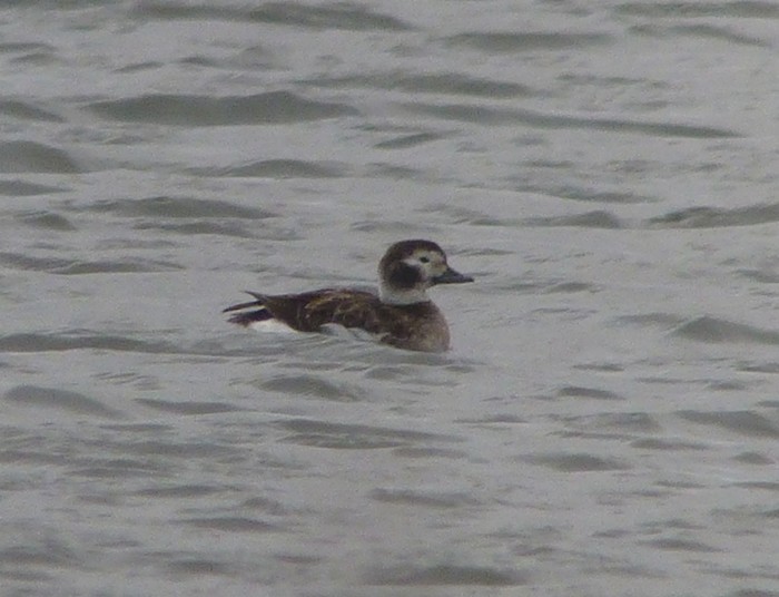 Long-tailed Duck