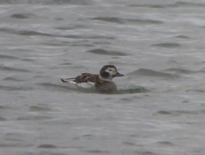 Long-tailed Duck