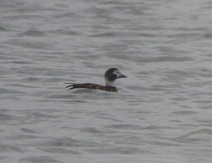 Long-tailed Duck