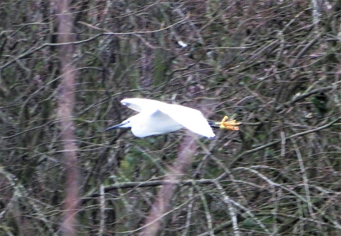 Little Egret