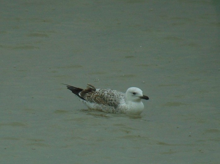 Caspian Gull
