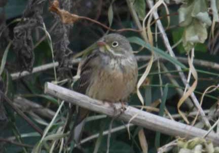 Ortolan Bunting