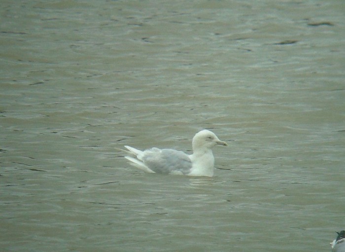 Iceland Gull