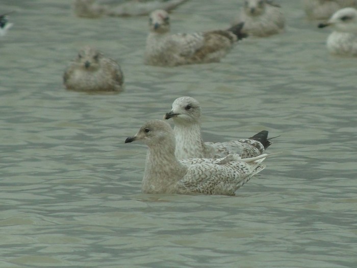 Iceland Gull