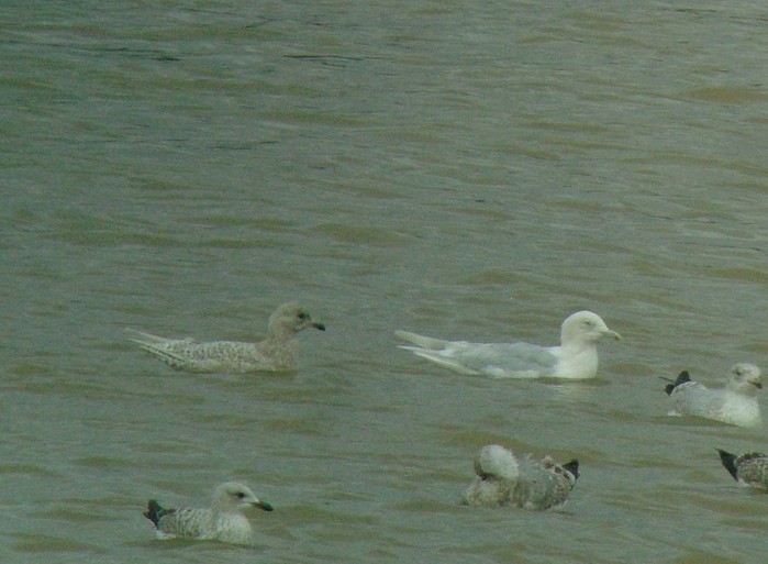 Iceland Gull