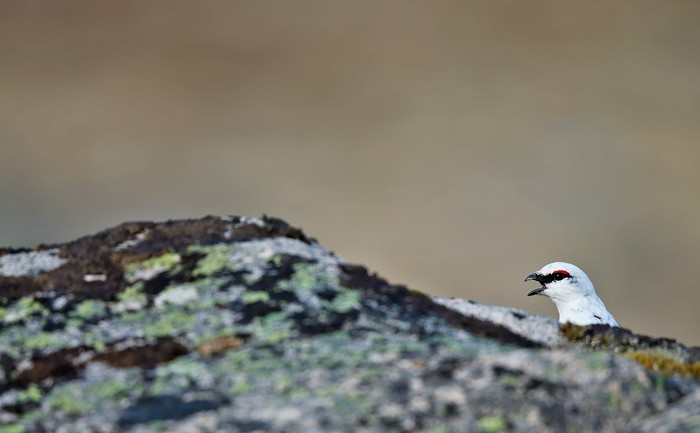 Ptarmigan