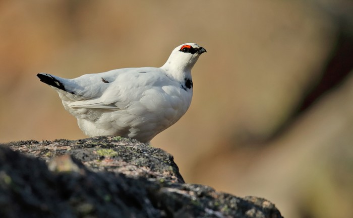 Ptarmigan