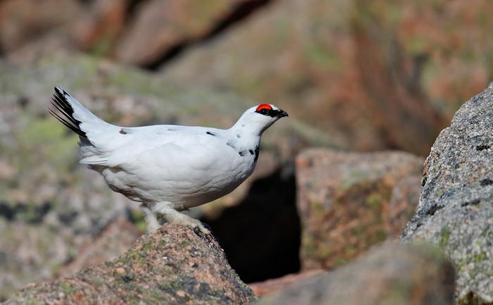 Ptarmigan