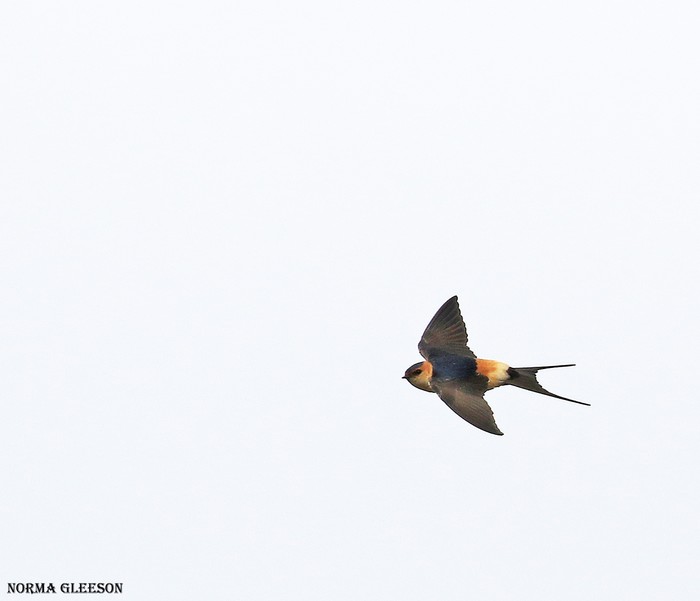 Red-rumped Swallow