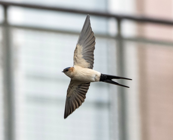 Red-rumped Swallow