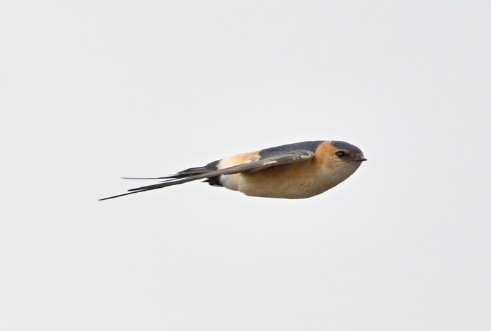Red-rumped Swallow
