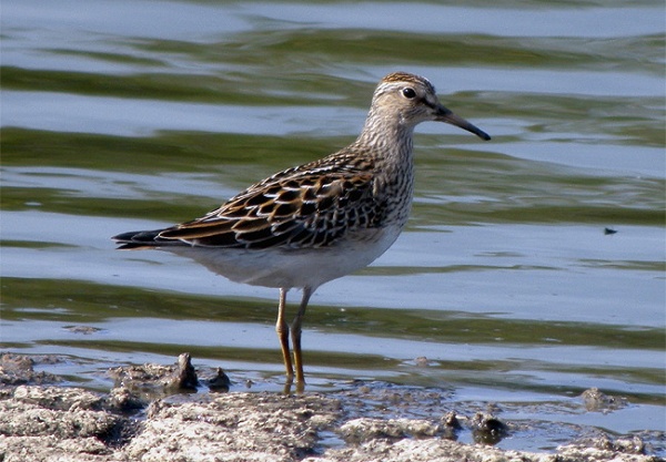 Pectoral Sandpiper
