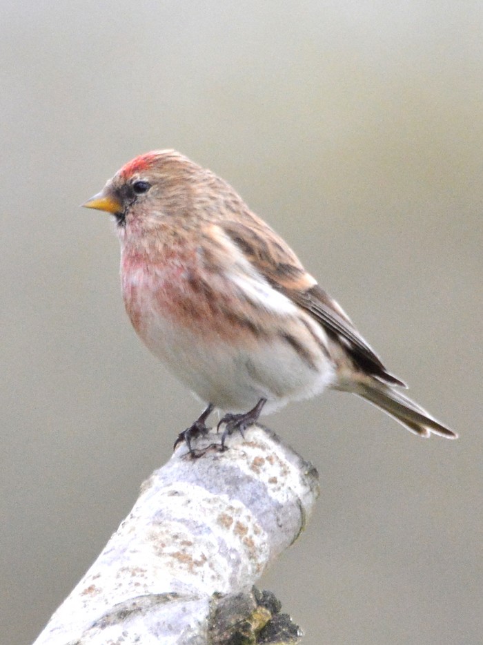 Lesser Redpoll