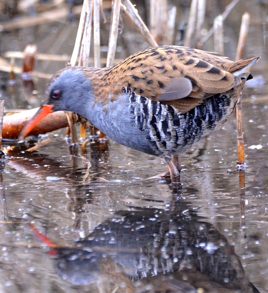 Water Rail