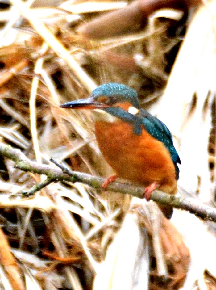 Kingfisher