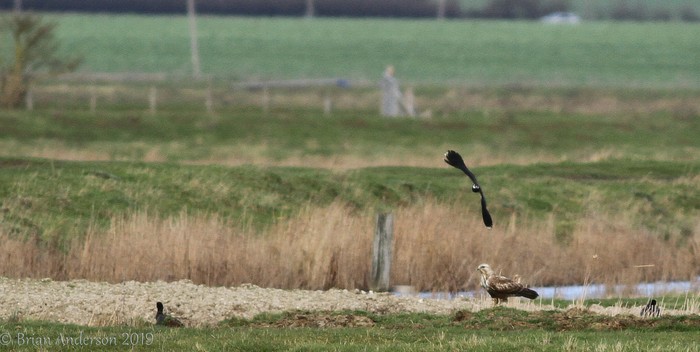 Rough-legged Buzzard