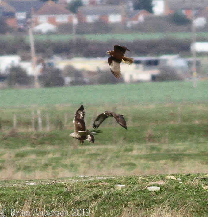 Rough-legged Buzzard