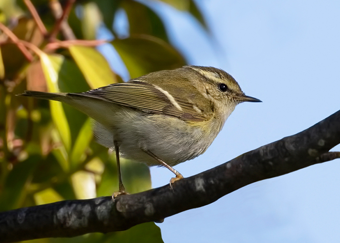 Yellow-browed Warbler