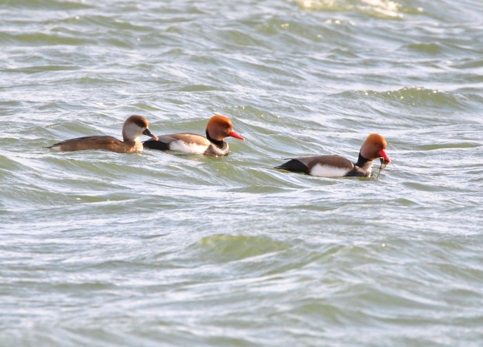 Red-crested Pochard