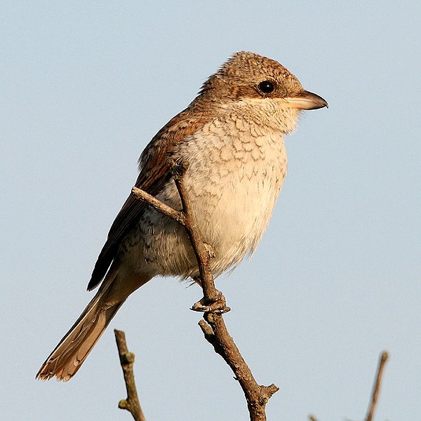 Red-backed Shrike