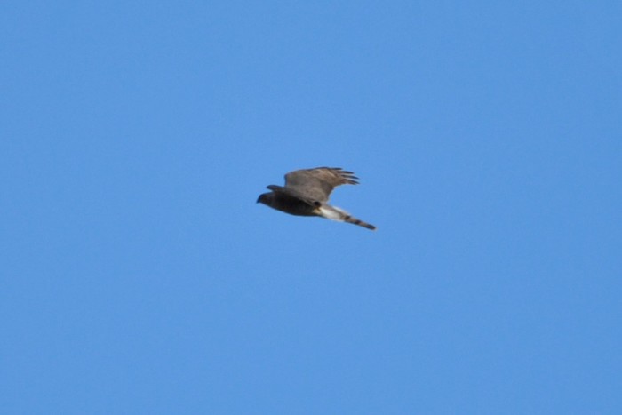 Sparrowhawk