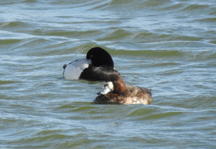 Scaup