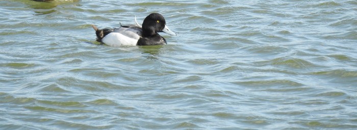 Scaup