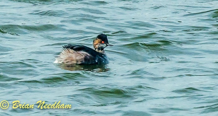 Black-necked Grebe