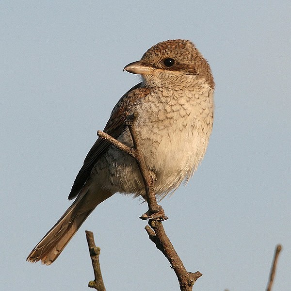 Red-backed Shrike