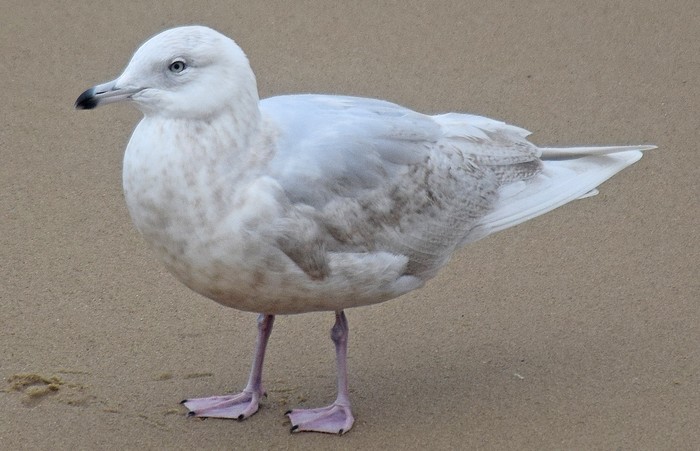 Iceland Gull