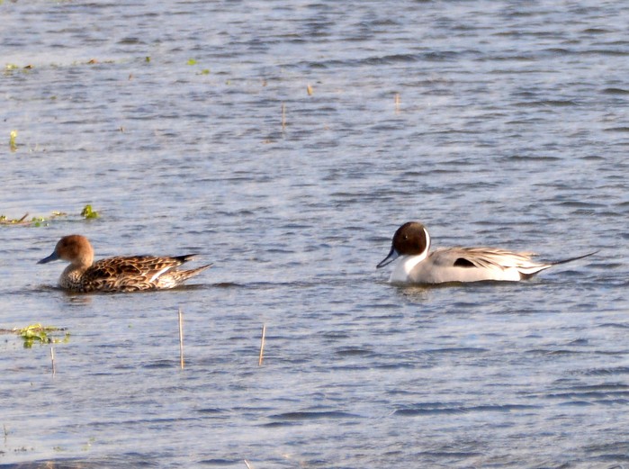 Pintail