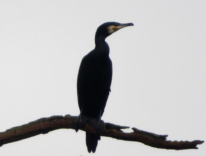 Cormorant