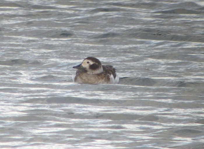 Long-tailed Duck