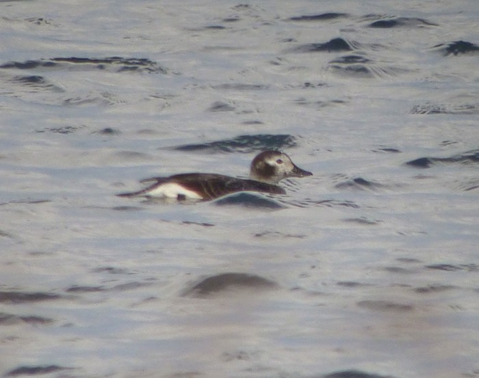 Long-tailed Duck
