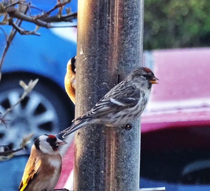 Mealy Redpoll