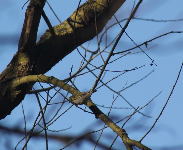 Yellow-browed Warbler