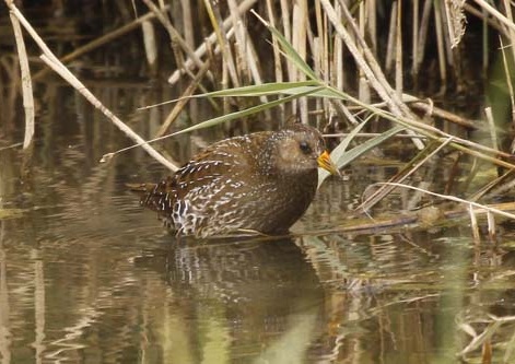 Spotted Crake
