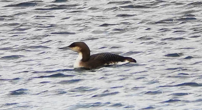 Black-throated Diver
