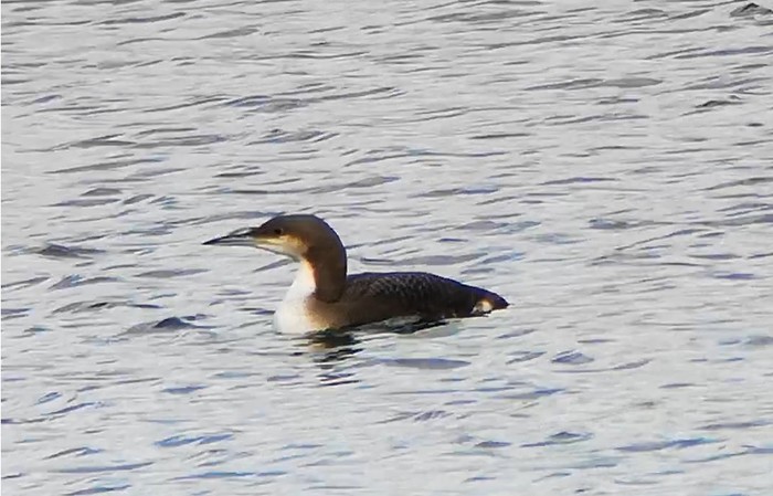 Black-throated Diver